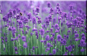 lavender